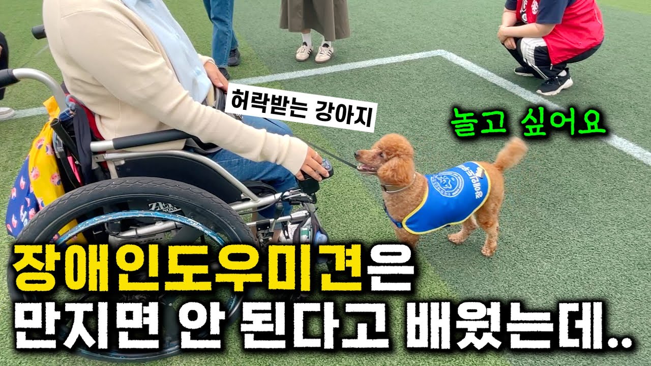 [알티비] 장애인 도우미견 ‘앤디’의 특별한 하루